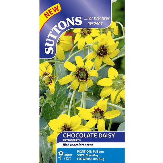 SUTTONS DAISY 'BERLANDIERA CHOCOLATE DAISY' - SEEDS