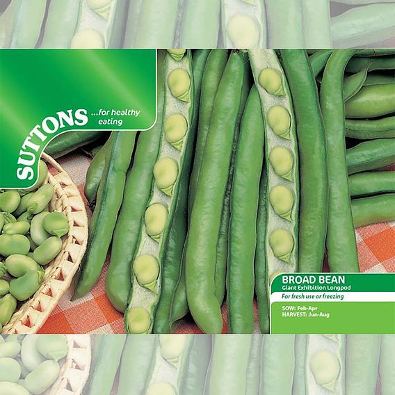 SUTTONS BROAD BEAN 'GIANT EXHIBITION LONGPOD' - SEEDS