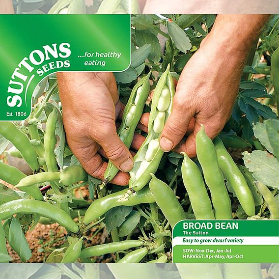 SUTTONS BROAD BEAN 'THE SUTTON' - SEEDS