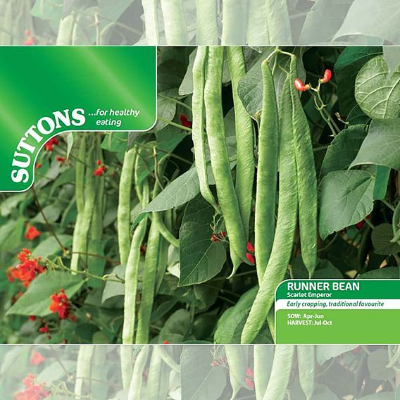 SUTTONS RUNNER BEAN 'SCARLET EMPEROR' - SEEDS