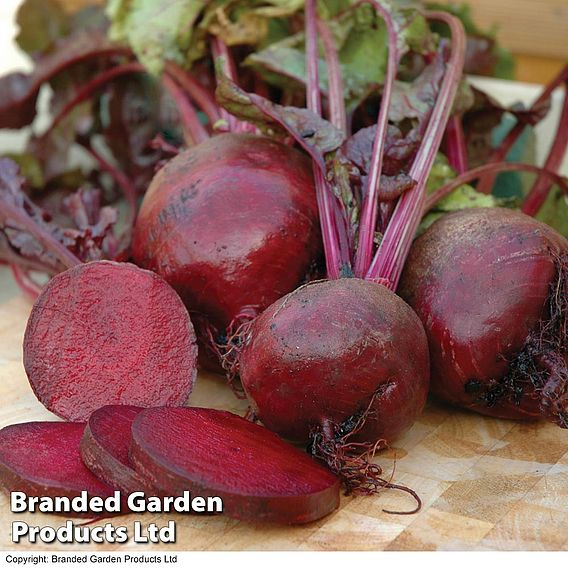 SUTTONS BEETROOT 'BOLTARDY' - SEEDS