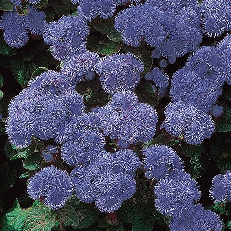 SUTTONS AGERATUM 'BLUE MINK' - SEEDS