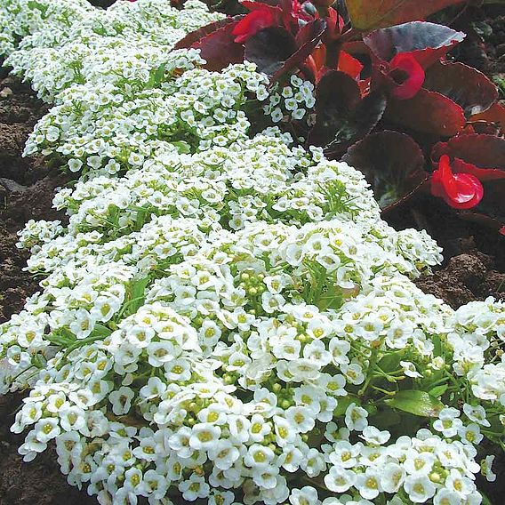 SUTTONS ALYSSUM 'SNOW CARPET (IMPROVED STRAIN)' - SEEDS