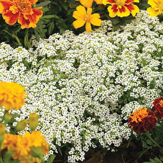 SUTTONS ALYSSUM 'SNOW CARPET (IMPROVED STRAIN)' - SEEDS