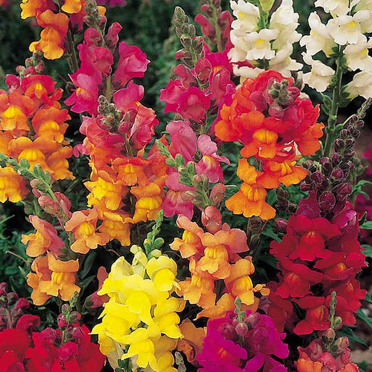 SUTTONS ANTIRRHINUM 'ILLUMINATION MIX' - SEEDS