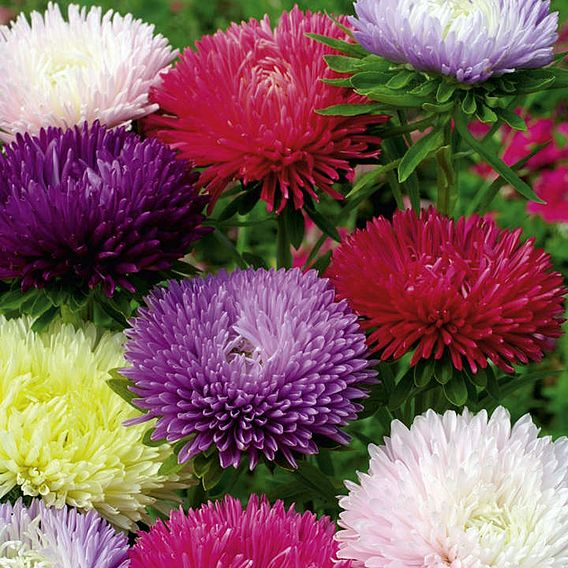 SUTTONS ASTER 'TALL FRAGGLE MIX' - SEEDS