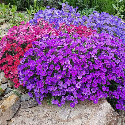 SUTTONS AUBRIETA 'CHEEKY MIX' - SEEDS