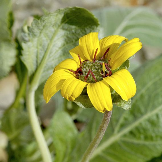 SUTTONS DAISY 'BERLANDIERA CHOCOLATE DAISY' - SEEDS