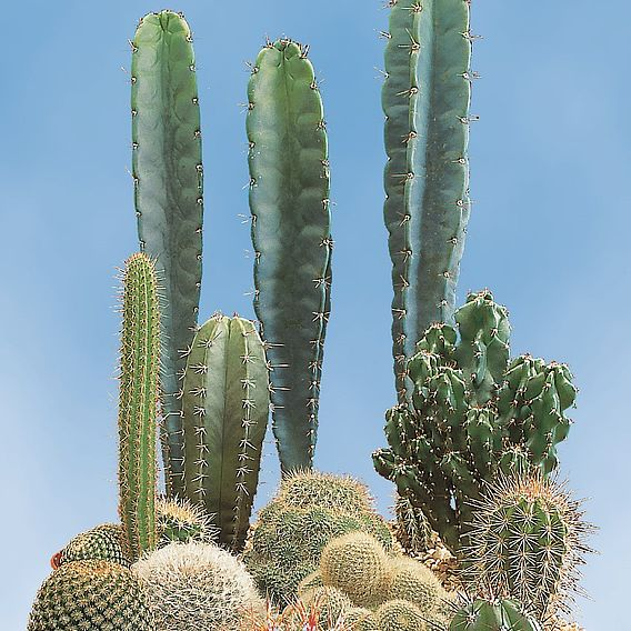 SUTTONS CACTUS 'PRICKLY CHARACTERS' - SEEDS