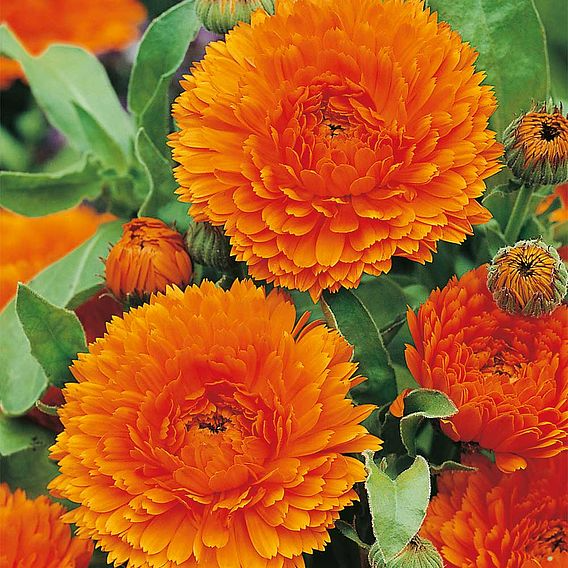 SUTTONS CALENDULA 'ORANGE KING' - SEEDS