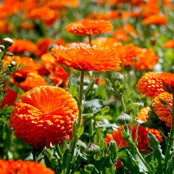 SUTTONS CALENDULA 'ORANGE KING' - SEEDS