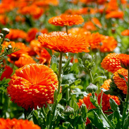 SUTTONS CALENDULA 'ORANGE KING' - SEEDS