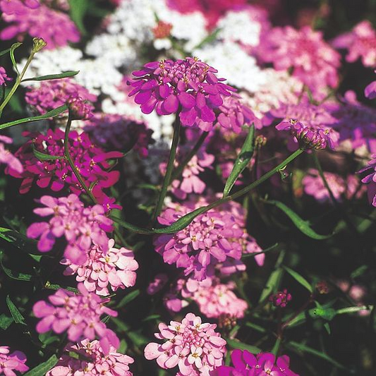 SUTTONS CANDYTUFT 'FAIRY MIX' - SEEDS