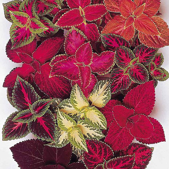 SUTTONS COLEUS 'RAINBOW MIX' - SEEDS