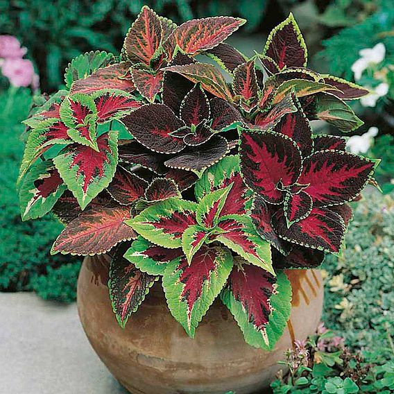 SUTTONS COLEUS 'RAINBOW MIX' - SEEDS