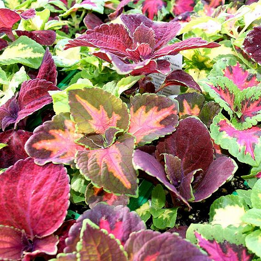 SUTTONS COLEUS 'RAINBOW MIX' - SEEDS