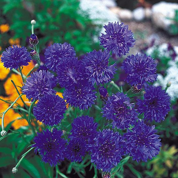 SUTTONS CORNFLOWER 'BLUE DIADEM' - SEEDS