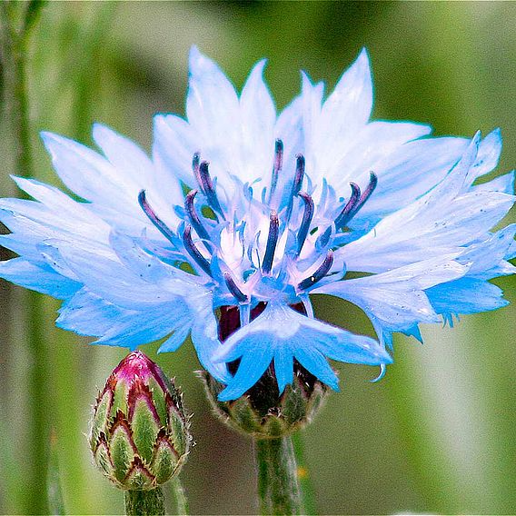 SUTTONS CORNFLOWER 'BLUE DIADEM' - SEEDS