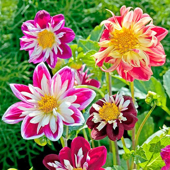 SUTTONS DAHLIA 'YANKEE DOODLE DANDY' - SEEDS