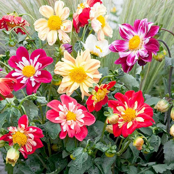 SUTTONS DAHLIA 'YANKEE DOODLE DANDY' - SEEDS