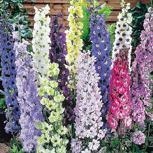 SUTTONS DELPHINIUM 'DELIGHT MIX' - SEEDS