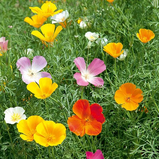 SUTTONS CALIFORNIAN POPPY 'VIVID MIX' - SEEDS