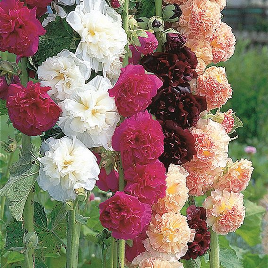 SUTTONS HOLLYHOCK 'CHATER'S MIX' - SEEDS