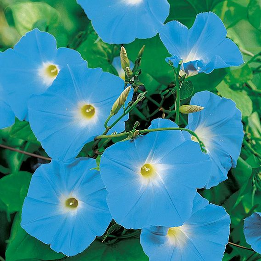 SUTTONS MORNING GLORY 'HEAVENLY BLUE' - SEEDS