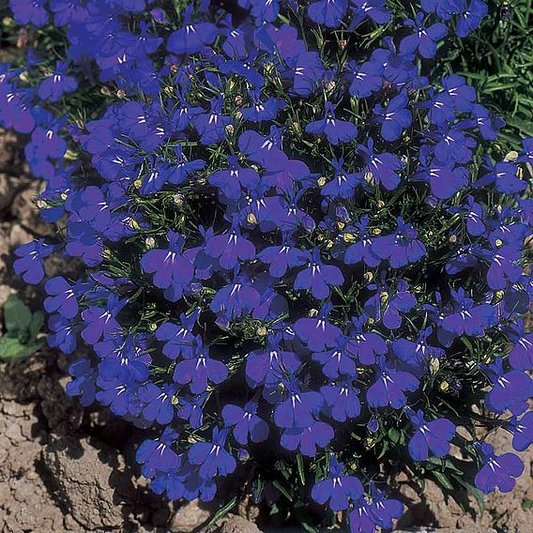 SUTTONS LOBELIA 'CRYSTAL PALACE' - SEEDS