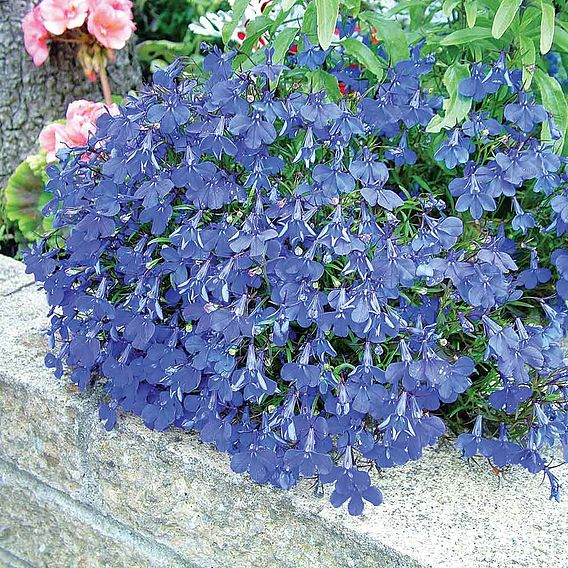 SUTTONS LOBELIA 'CRYSTAL PALACE' - SEEDS