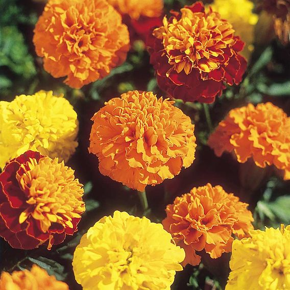 SUTTONS MARIGOLD FRENCH 'BOY'O'BOY MIX' - SEEDS