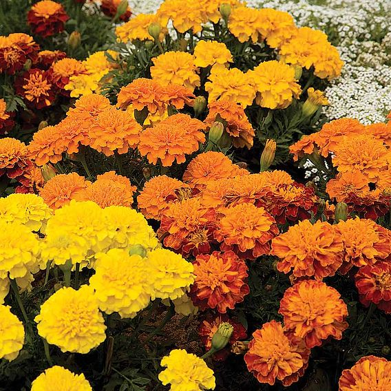 SUTTONS MARIGOLD FRENCH 'BOY'O'BOY MIX' - SEEDS