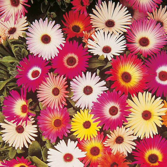 SUTTONS LIVINGSTONE DAISY 'SPARKLES MIX' - SEEDS