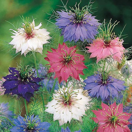 SUTTONS LOVE-IN-A-MIST 'PERSIAN JEWELS MIX' - SEEDS