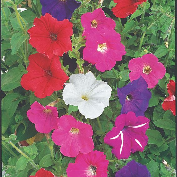 SUTTONS PETUNIA 'F2 CHEERFUL MIX' - SEEDS