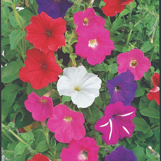 SUTTONS PETUNIA 'F2 CHEERFUL MIX' - SEEDS