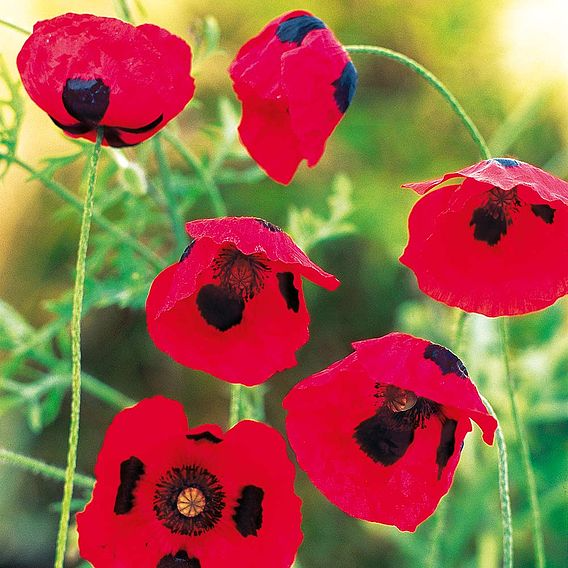 SUTTONS POPPY 'LADYBIRD' SEEDS