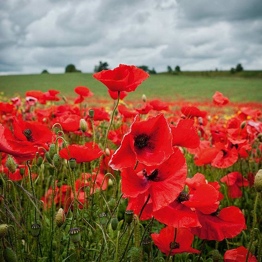 SUTTONS 'FIELD POPPY (PAPAVER RHOEAS)' - SEEDS