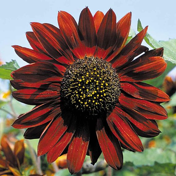 SUTTONS SUNFLOWER 'RUBY SUNSET' - SEEDS