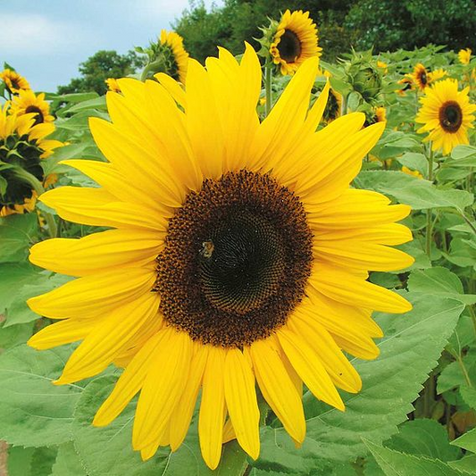 SUTTONS SUNFLOWER 'GIANT YELLOW' - SEEDS