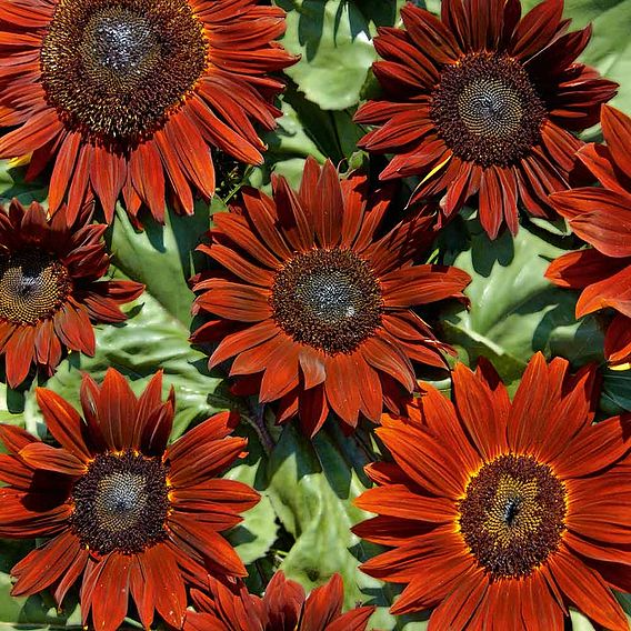 SUTTONS SUNFLOWER 'RUBY SUNSET' - SEEDS