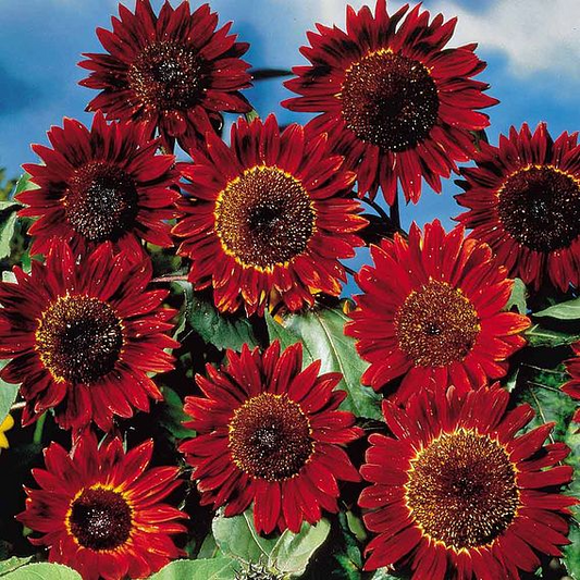 SUTTONS SUNFLOWER 'RUBY SUNSET' - SEEDS