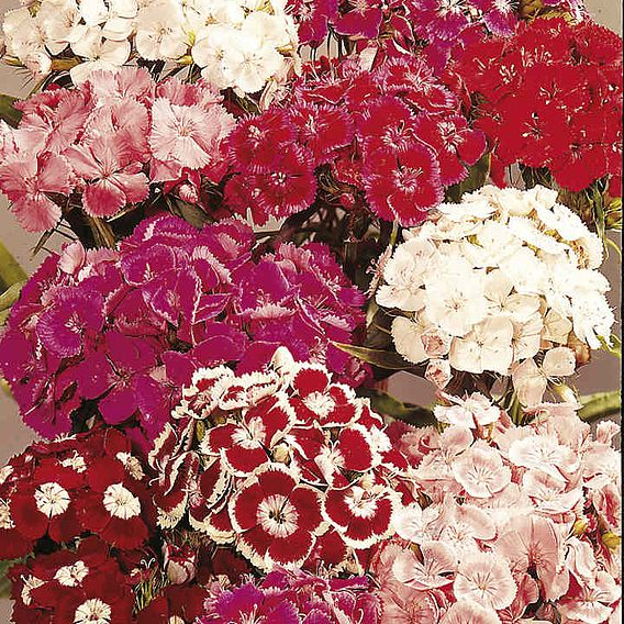 SUTTONS SWEET WILLIAM 'PERFUME MIX' - SEEDS