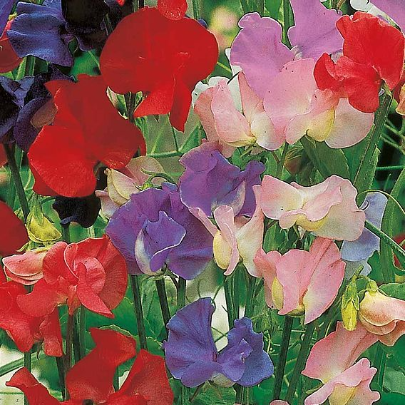 SUTTONS SWEET PEA 'OLD FASHIONED SCENTED MIX' - SEEDS