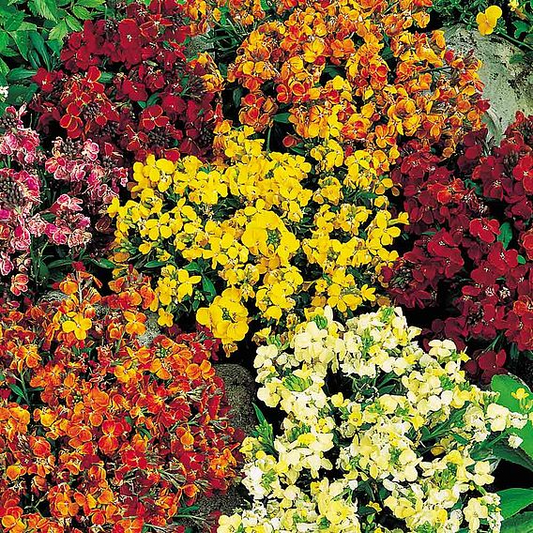 SUTTONS WALLFLOWER 'PERSIAN CARPET MIX' - SEEDS