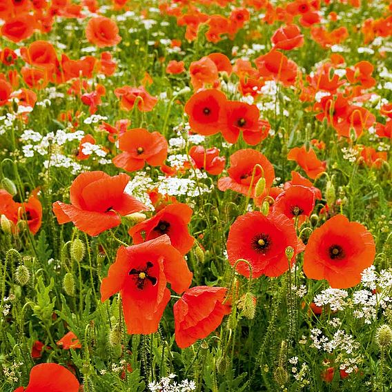 SUTTONS 'FIELD POPPY (PAPAVER RHOEAS)' - SEEDS