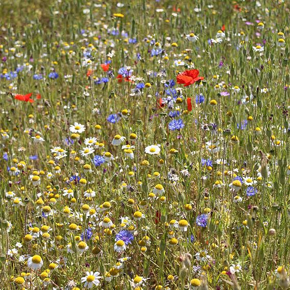 SUTTONS CORNFIELD ANNUALS MIX - SEEDS