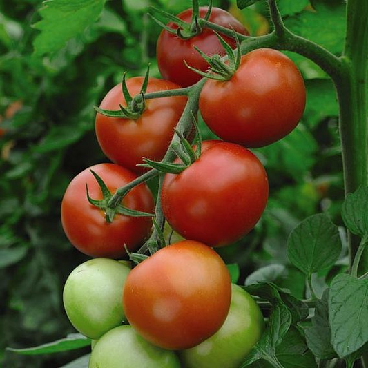 SUTTONS TOMATO 'MONEYMAKER' (INDETERMINATE) - SEEDS