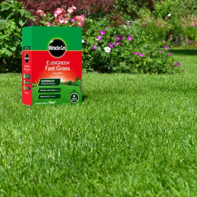 MIRACLE-GRO EVERGREEN FAST GRASS