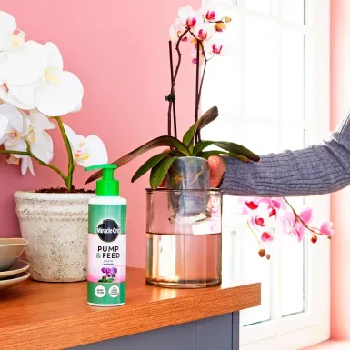 MIRACLE-GRO PUMP & FEED ORCHID 200ML